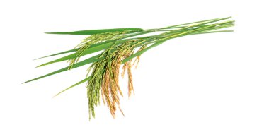 paddy, kulak, kulak Tay yasemin pirinç beyaz arka plan üzerinde izole