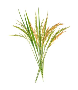 organik çeltik pilavı, çeltik kulağı, Tayland yasemin pirinci, beyaz arka planda izole edilmiş.