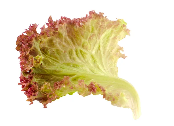 Salatblätter Isoliert Auf Weißem Hintergrund — Stockfoto
