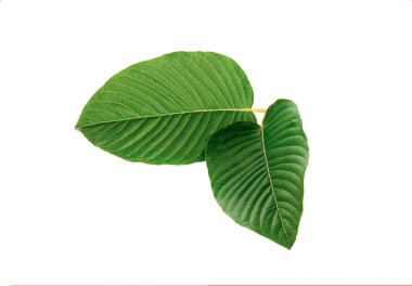 Kratom gider. Mitragyna speciosa yaprağı beyaz arkaplanda izole edilir.