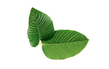 Kratom gider. Mitragyna speciosa yaprağı beyaz arkaplanda izole edilir.