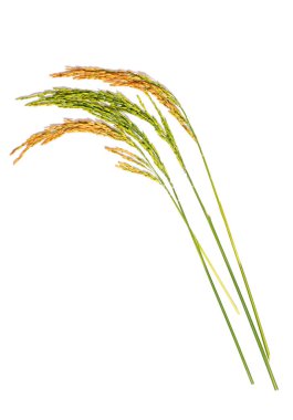 paddy, kulak, kulak Tay yasemin pirinç beyaz arka plan üzerinde izole