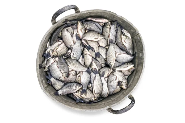 crucian sazan balık