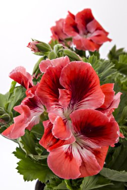 İngilizce Sardunya çiçekleri