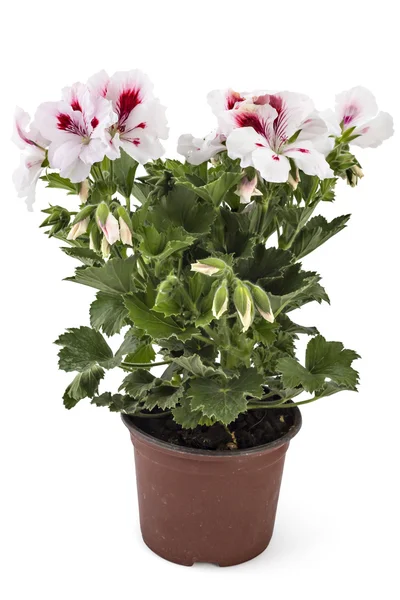 Angličtina geranium květiny — Stock fotografie