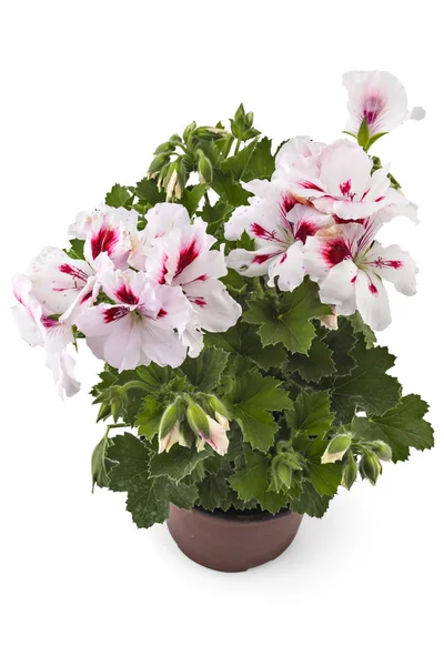 Engelsk pelargon blommor — Stockfoto