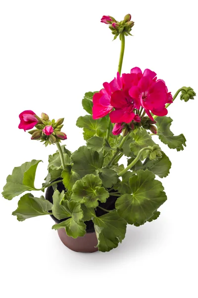 Pelargonienblüten — Stockfoto