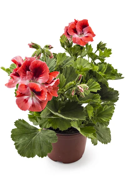 Angličtina geranium květiny — Stock fotografie