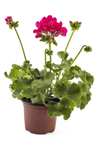 Pelargon pelargonium blommor — Stockfoto