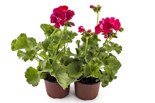 Geranium pelargonium květiny — Stock fotografie