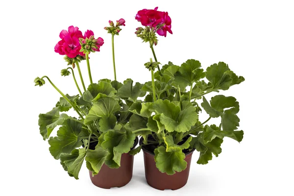 Pelargonienblüten — Stockfoto