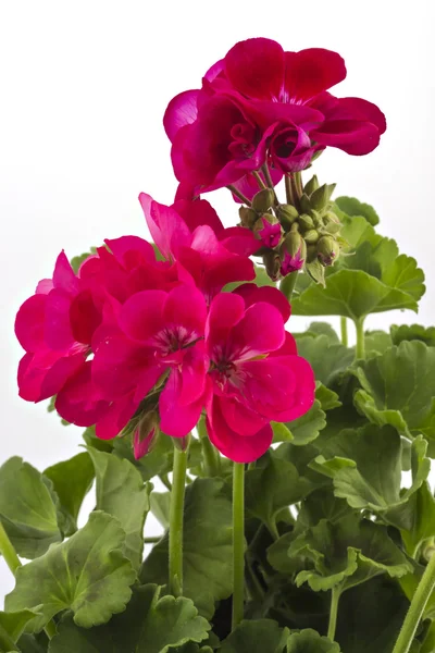 Pelargonienblüten — Stockfoto