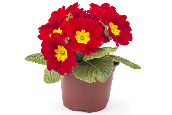 Gullvivor vårblommor — Stockfoto