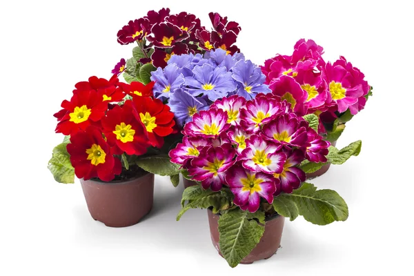 Bahar campanula'lar çiçekleri