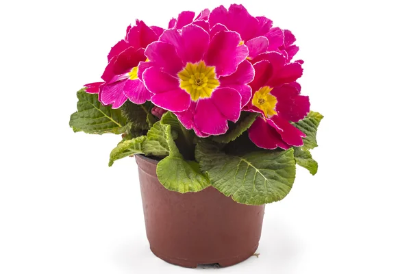 Spring primroses flowers — Stock Photo, Image