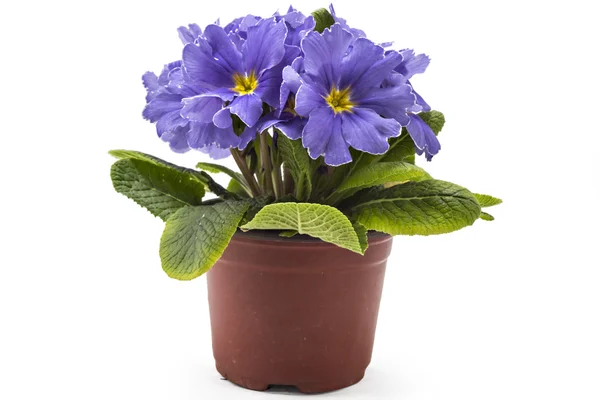 Bahar campanula'lar çiçekleri
