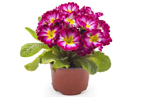 Bahar campanula'lar çiçekleri