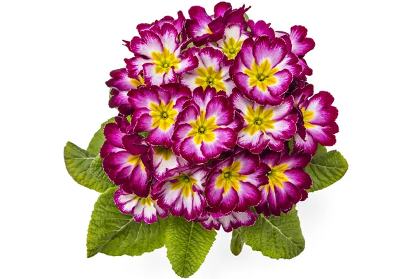 Primula Lentebloemen — Stockfoto