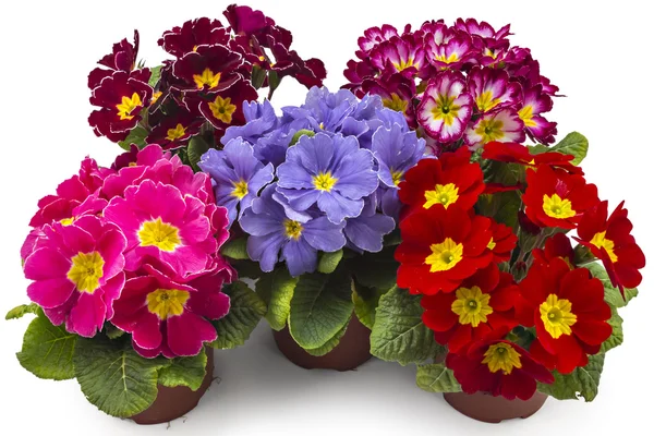 Bahar campanula'lar çiçekleri