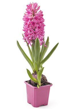 Hyacinthus orientalis çiçek