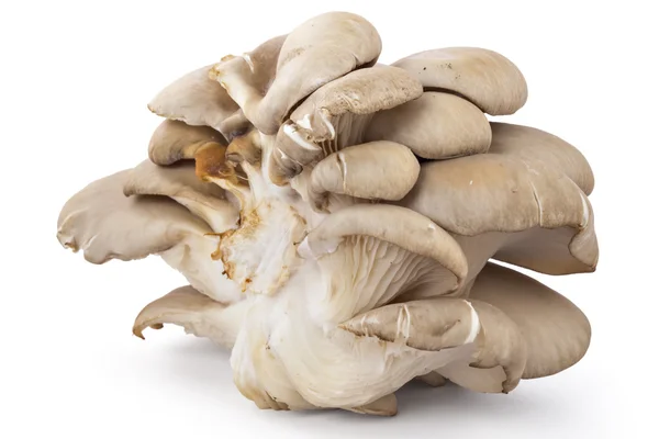 굴 버섯, 느 ostreatus — 스톡 사진