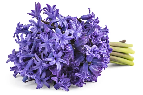 Hyacinthus orientalis flor — Fotografia de Stock