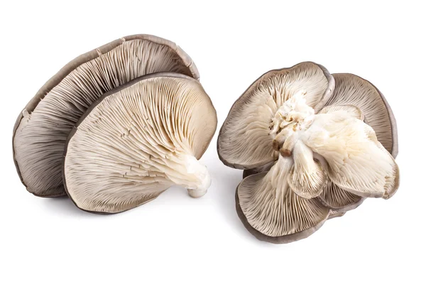 Cogumelo ostra, Pleurotus ostreatus — Fotografia de Stock