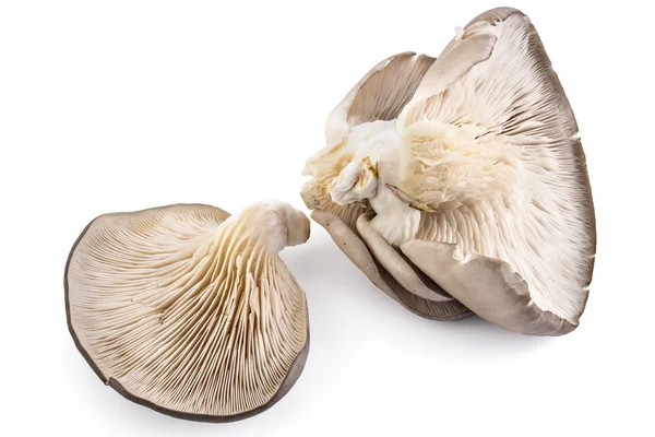 굴 버섯, 느 ostreatus — 스톡 사진