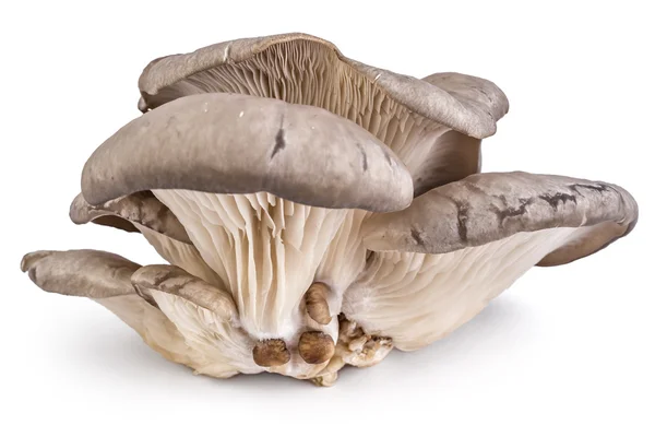 Champiñón ostra, Pleurotus ostreatus — Foto de Stock