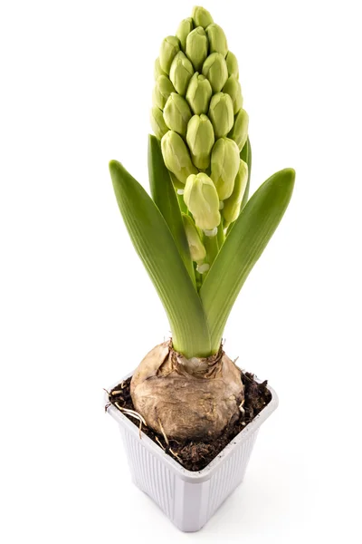 Hyacinthus orientalis flor — Fotografia de Stock