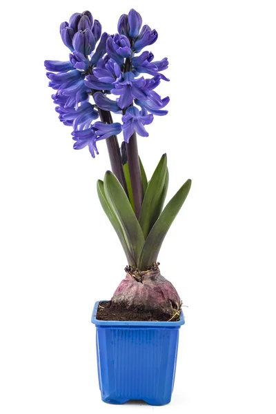 Hyacinthus orientalis flor — Fotografia de Stock