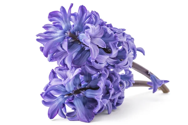 Hyacinthus orientalis flor — Fotografia de Stock