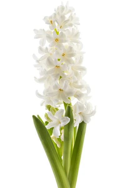 Hyacinthus orientalis flor — Fotografia de Stock