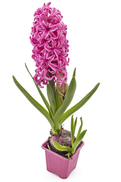 Hyacinthus orientalis flower — Stock Photo, Image