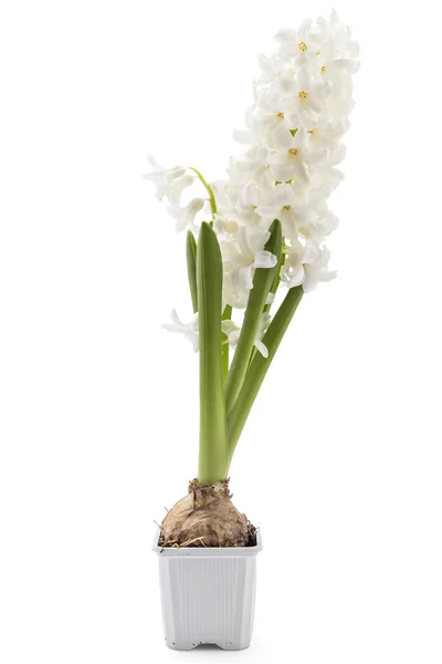 Hyacinthus orientalis flor — Fotografia de Stock