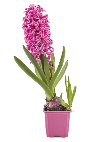 Hyacinth blomma plantor — Stockfoto