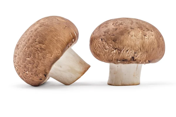 신선한 원시 갈색 champignons — 스톡 사진