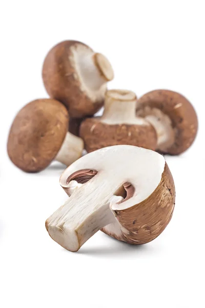 신선한 원시 갈색 champignons — 스톡 사진