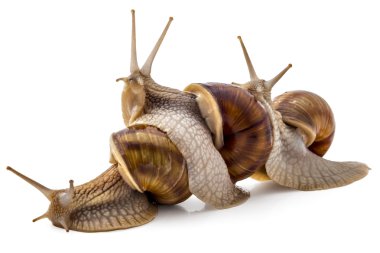 Bahçe salyangoz, Helix aspersa, takım çalışması