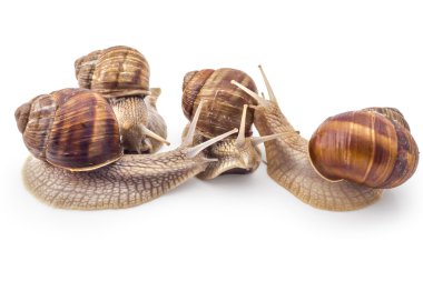 Bahçe salyangoz, Helix aspersa, takım çalışması