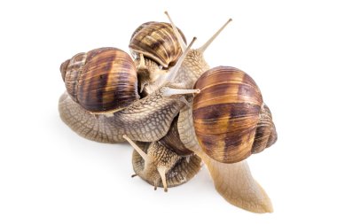 Bahçe salyangoz, Helix aspersa, takım çalışması