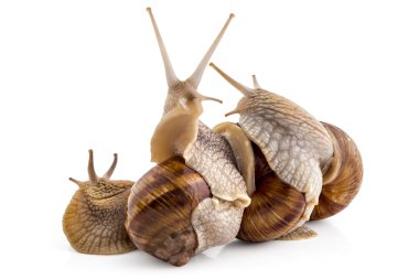 Bahçe salyangoz, Helix aspersa, takım çalışması