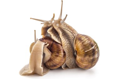 Bahçe salyangoz, Helix aspersa, takım çalışması
