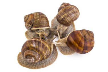 Bahçe salyangoz, Helix aspersa, takım çalışması