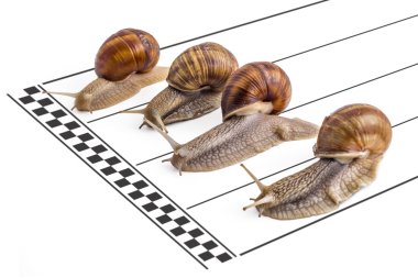 Bahçe salyangoz, Helix aspersa, takım çalışması