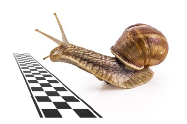 Bahçe salyangoz, Helix aspersa, takım çalışması