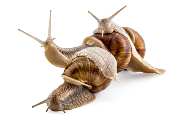 Caracoles de jardín, Helix aspersa, trabajo en equipo — Foto de Stock