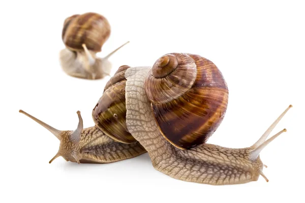 Caracoles de jardín, Helix aspersa, trabajo en equipo — Foto de Stock