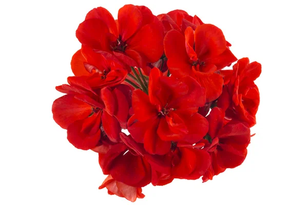Цветы гераниума — стоковое фото