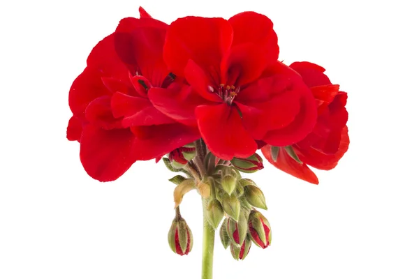 Gerânio Pelargonium Flores — Fotografia de Stock